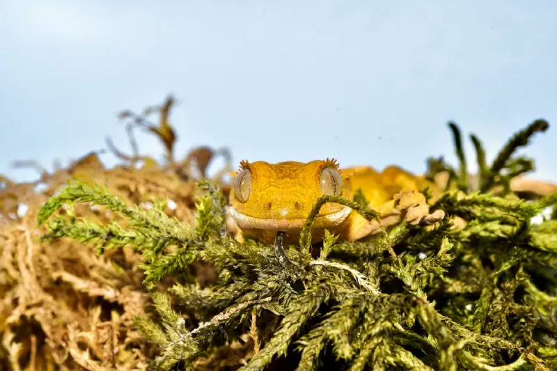 How to prepare Pangea Sphagnum Moss for your reptile habitat. 